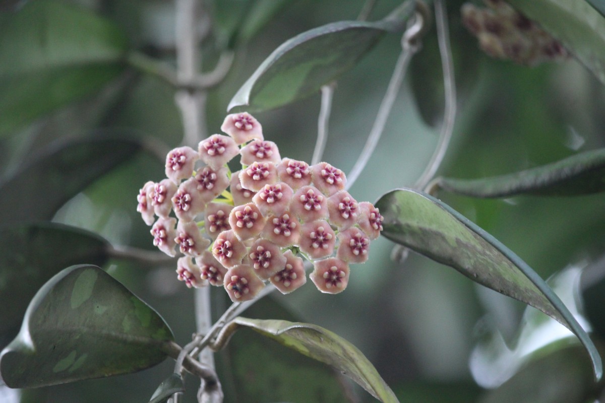 Hoya sp.